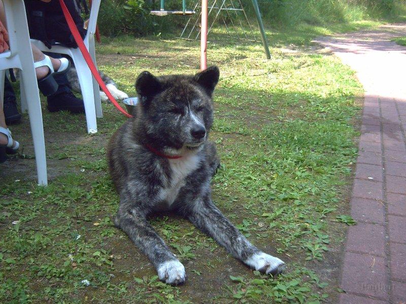 PICT0022.JPG - Akita-Hündin von Marina Schütze