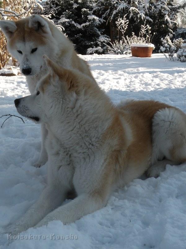 DSCN0690.JPG - Makiko und Chikoo im Schnee, Januar 2009