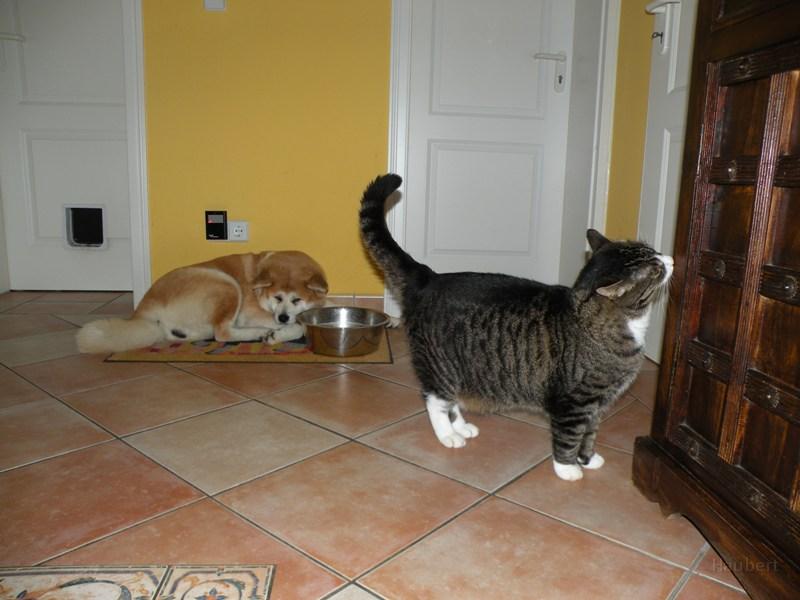 DSCN3847a.JPG - Koi und Oskar