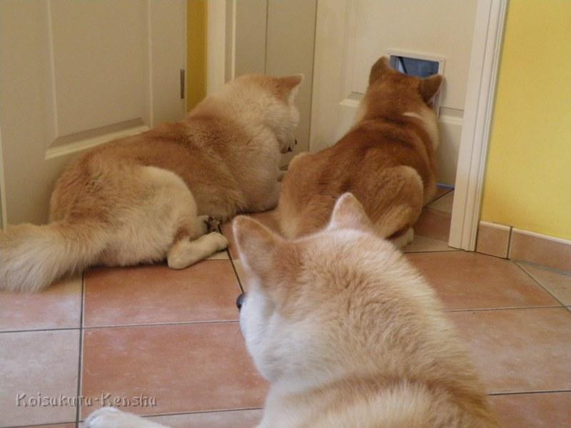 DSCN0504.JPG - Makiko, Koi und Chikoo - Warten auf Futter vor der Katzenklappe in der Küchentür, November 2008