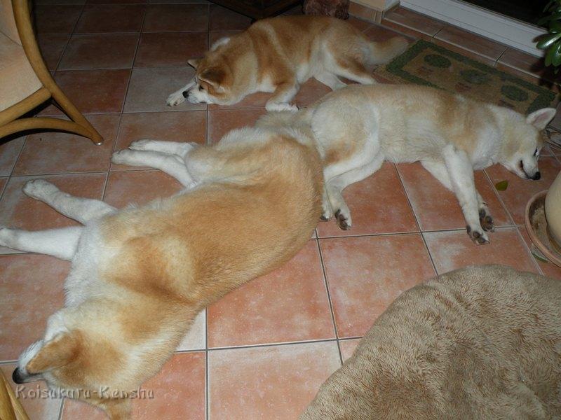 DSCN0552.JPG - Chikoo, Koi und Makiko - Nach dem Fressen.