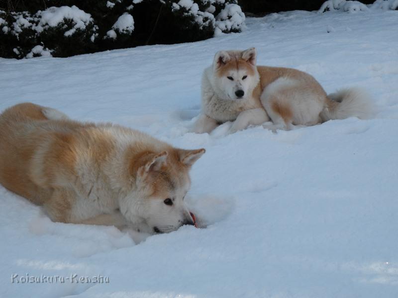 DSCN0645.JPG - Makiko und Chikoo spielen im Schnee, Januar 2009