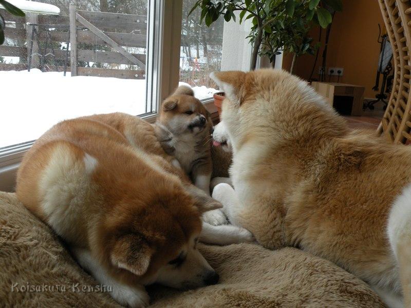 DSCN1568-5Wo-a.JPG - Koi, Akashio und Makiko