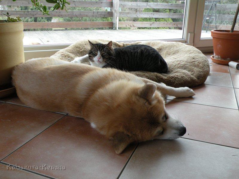 DSCN2163-a.JPG - Koi und Oskar