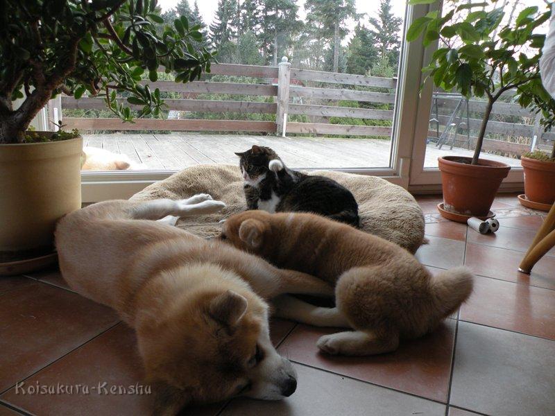 DSCN2169-a.JPG - Koi, Oskar und Akashio