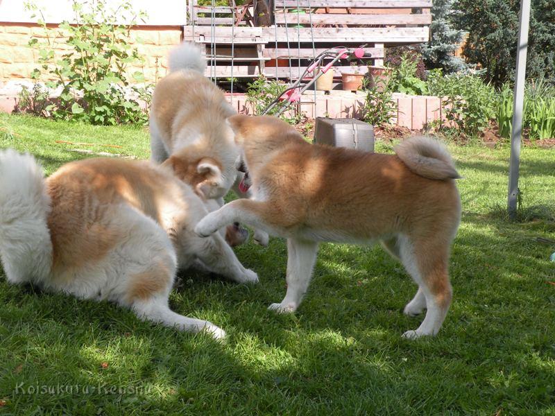 DSCN3096a.JPG - Chikoo, Makiko und Harumi, Juni 2009