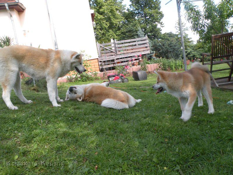 DSCN3140a.JPG - Makiko, Chikoo und Harumi, Juni 2009