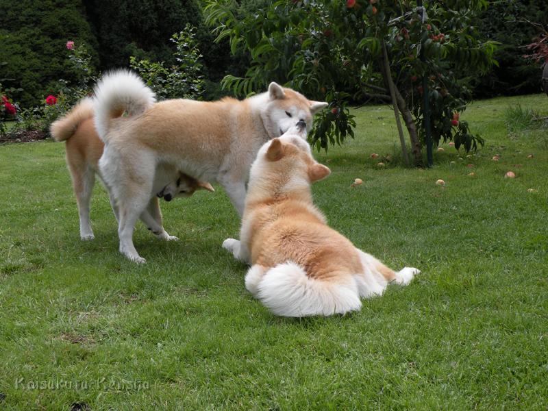 DSCN3429a.JPG - Harumi, Makiko und Chikoo, Juli 2009