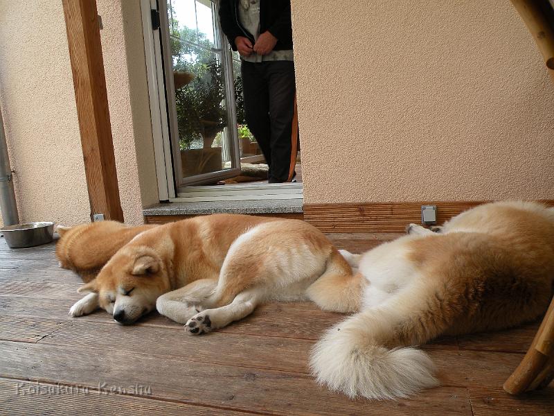 DSCN3529a.JPG - Koi, Harumi und Chikoo, Juli 2009