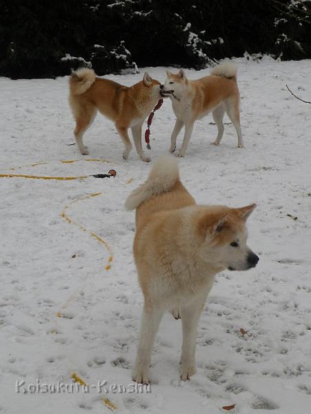 DSCN4093a.JPG - Chikoo, Harumi und Makiko, Dezember 2009