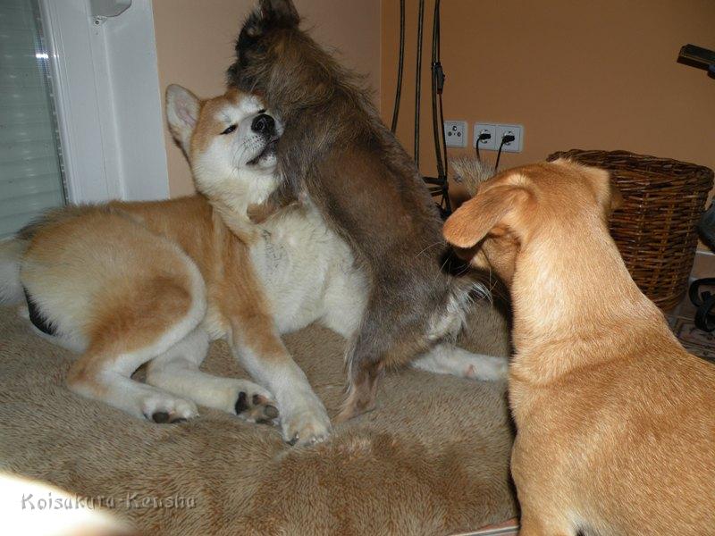 DSCN4593a.JPG - Harumi, Julie und Besuchshund Chicago