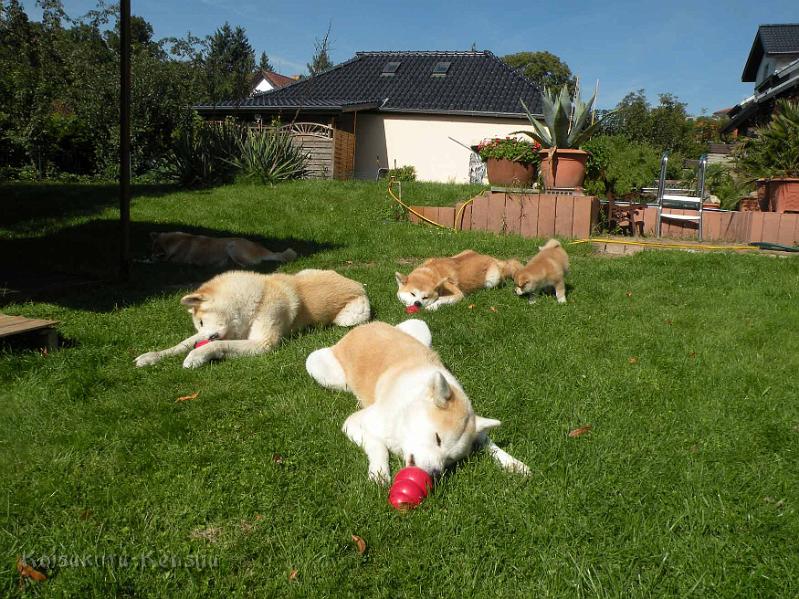 DSCN6414.jpg - Das Rudel mit Kong's