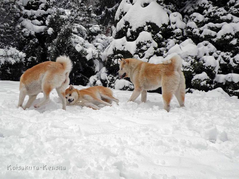DSCN7353.jpg - Makiko, Harumi und Chikoo im Dezember 2010