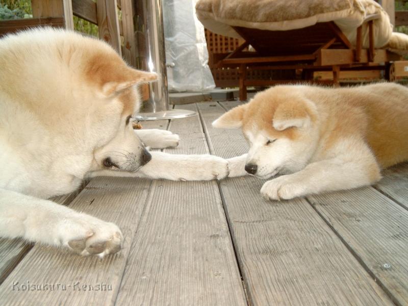 J4100048.JPG - Chikoo und Makiko, Juni 2008