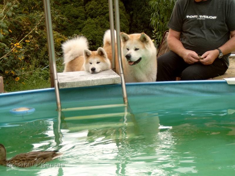 J4100082.JPG - Makiko und Chikoo - Enten im Pool, August 2008