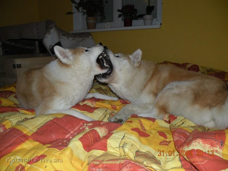 Makiko-Chikoo_1.JPG - Makiko und Chikoo toben auf unserem Bett neben der Wurfkiste.