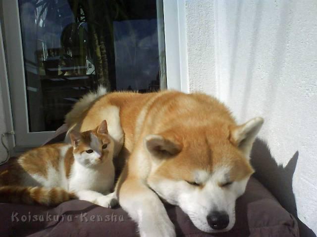 DSC03084.jpg - Bandai-san mit ihrem Katzenfreund