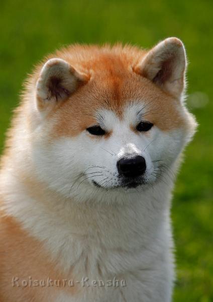 _MG_9679_10Mon.jpg - Bandei-san, 10 Monate