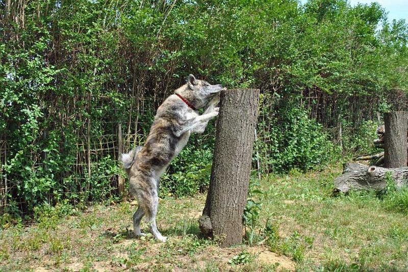 _3938.jpg - Shinju beim Suchspiel, Juni 2012