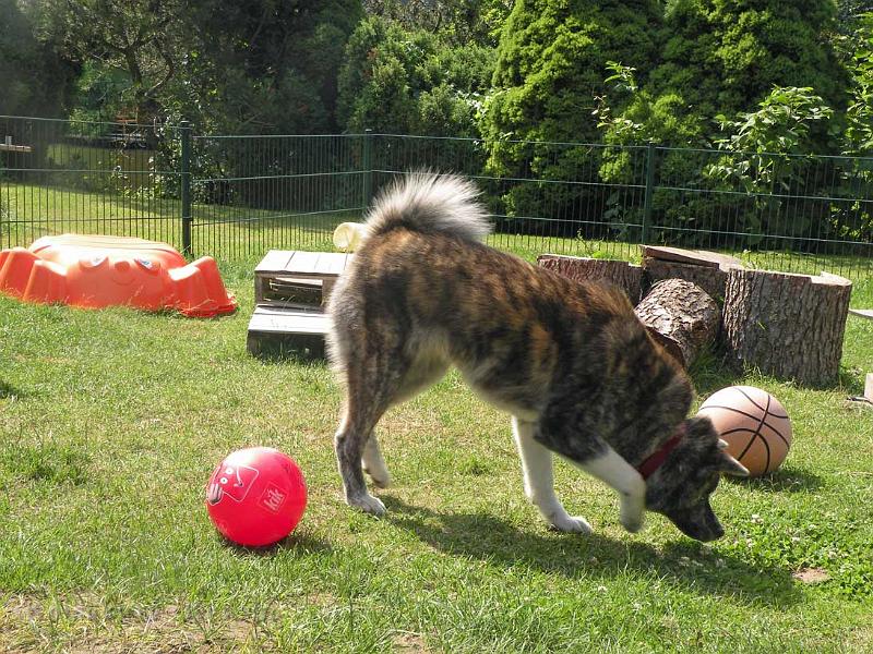 DSCN5341.jpg - Choudai im Welpenauslauf des D-Wurfes, Juni 2012