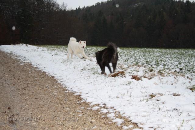 IMG_2311.JPG - Chusei und sein erster Schnee im Dezember 2011