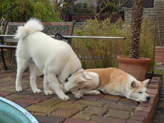 Wiedersehen_Chuyu_6_Mon_mit_Mama_im_Garten.jpg