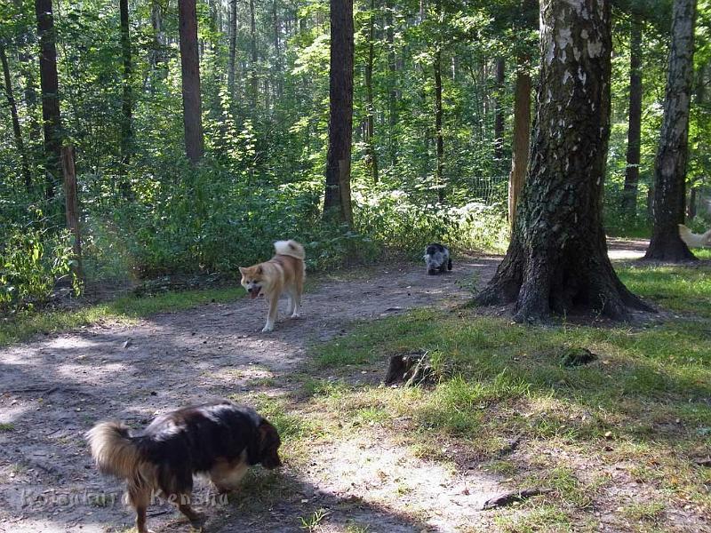 RIMG0406.jpg - Dai-Yumi beim Spaziergang