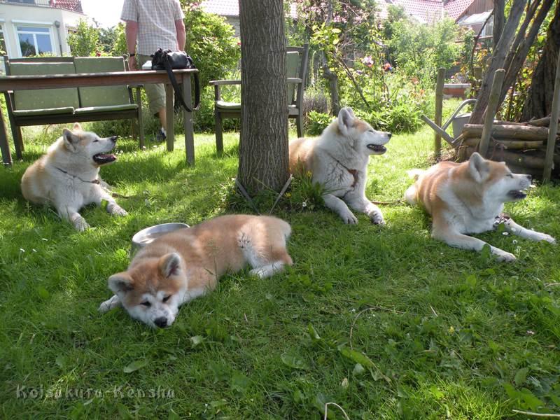 DSCN2861a.JPG - Harumi (13 Wochen) mit Chikoo, Makiko und Koi im Garten bei Akashio