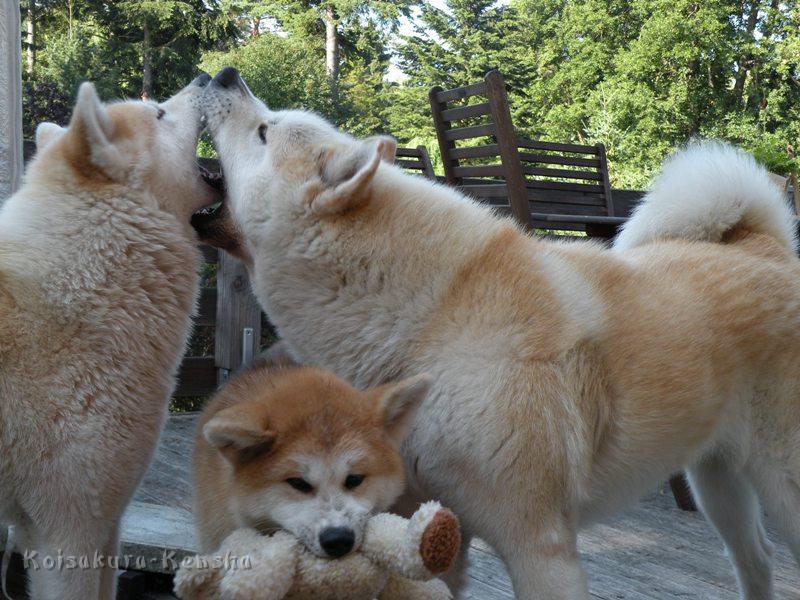 DSCN3409a.JPG - Makiko, Harumi und Chikoo, Juli 2009