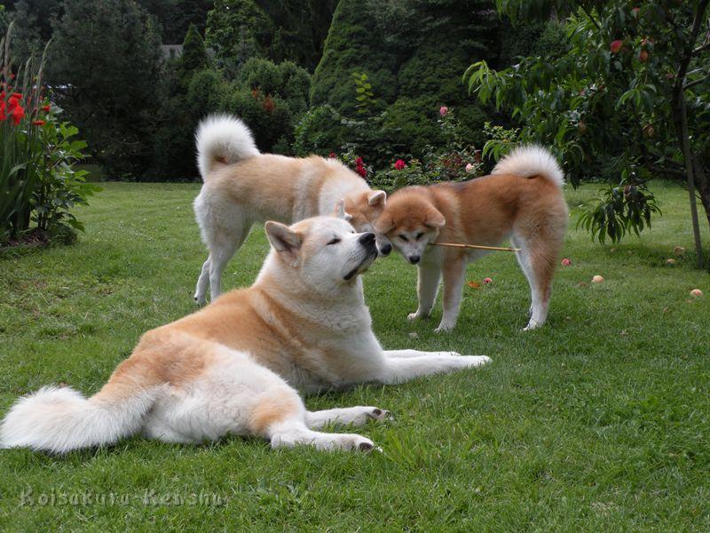 DSCN3451a.JPG - Harumi mit Chikoo und Makiko, Juli 2009