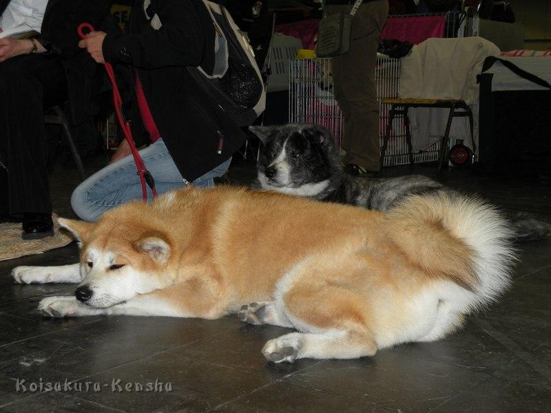 DSCN5086a.JPG - Harumi auf der Ausstellung in Dortmund