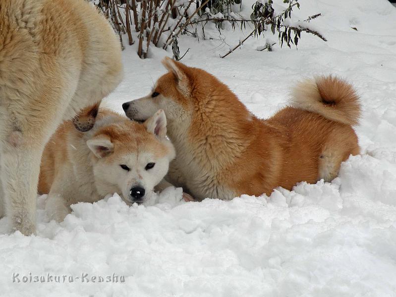 DSCN7383.JPG - Harumi mit Chikoo und Makiko im Dezember 2010