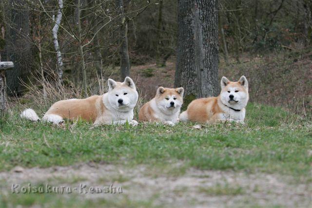 _R0D8020.JPG - Koi mit Makiko und Harumi in Niederhaverbeck 2011