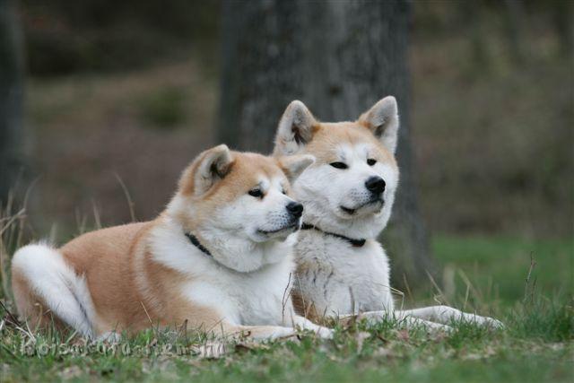 _R0D8033.JPG - Harumi und Koi in Niederhaverbeck 2011