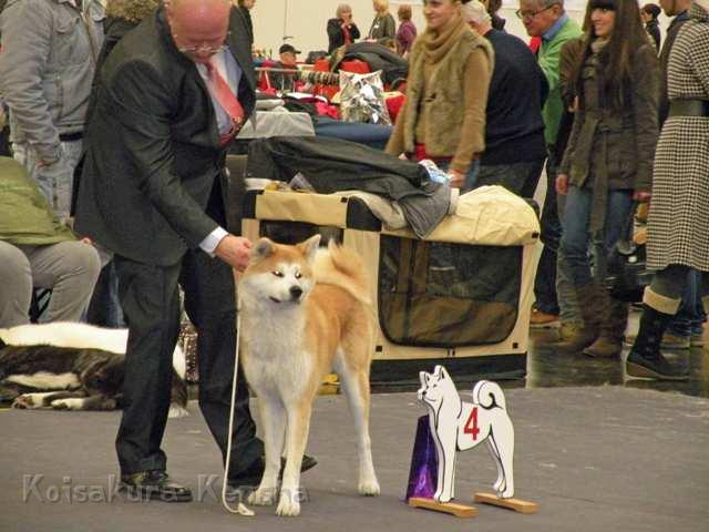 DSCN2447.jpg - V4 Offene KlasseSpezial-Rassehunde-Ausstellung des Japan Akita e. V. in Nürnberg am 15.01.2012