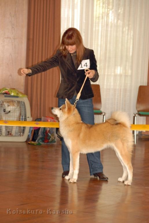 DSC_4863a.JPG - Spezial-Rassehunde-Ausstellung des Japan Akita e. V. in Vellmar-Obervellmaram 08.11.2009