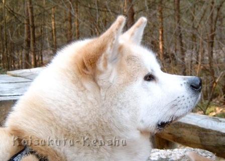 Chikoo_Dez07.jpg - Chikoo, Dezember 2007