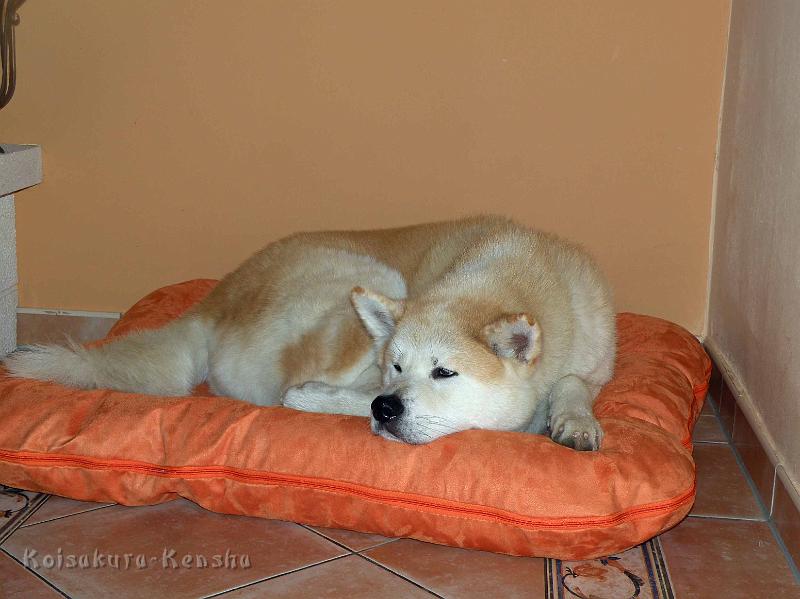 DSCN2283.jpg - Chikoo im Januar 2012