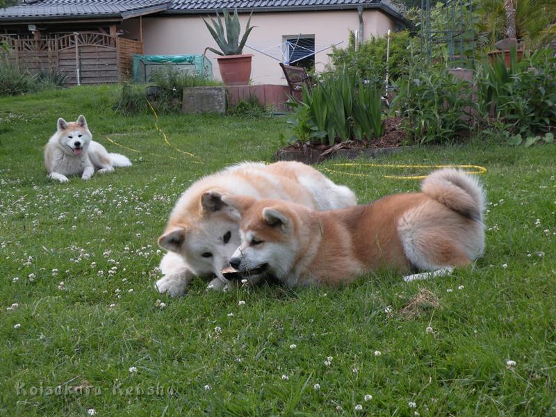 DSCN3008a.JPG - Chikoo mit Harumi, Juni 2009