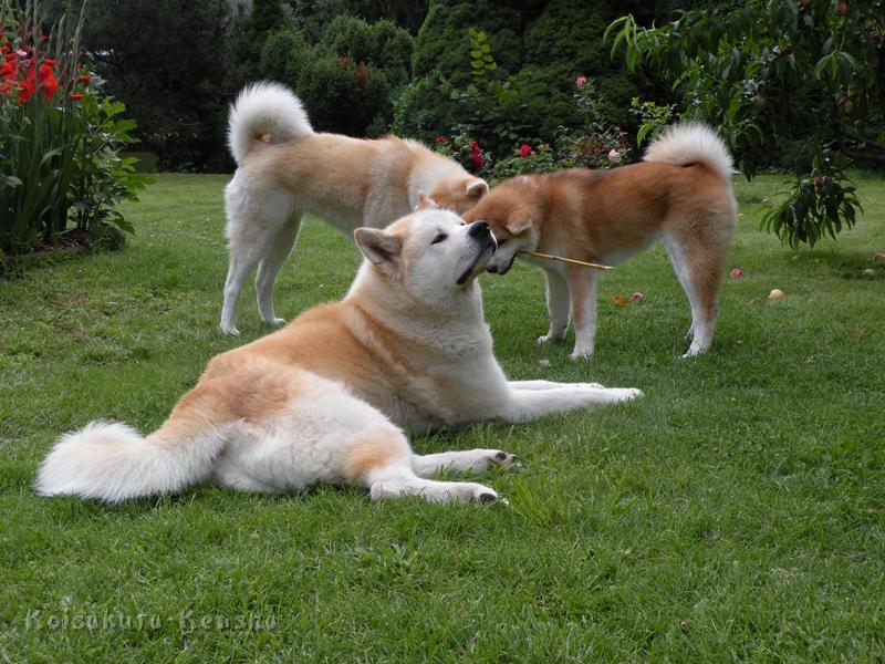 DSCN3450a.JPG - Chikoo mit Makiko und Harumi, Juli 2009
