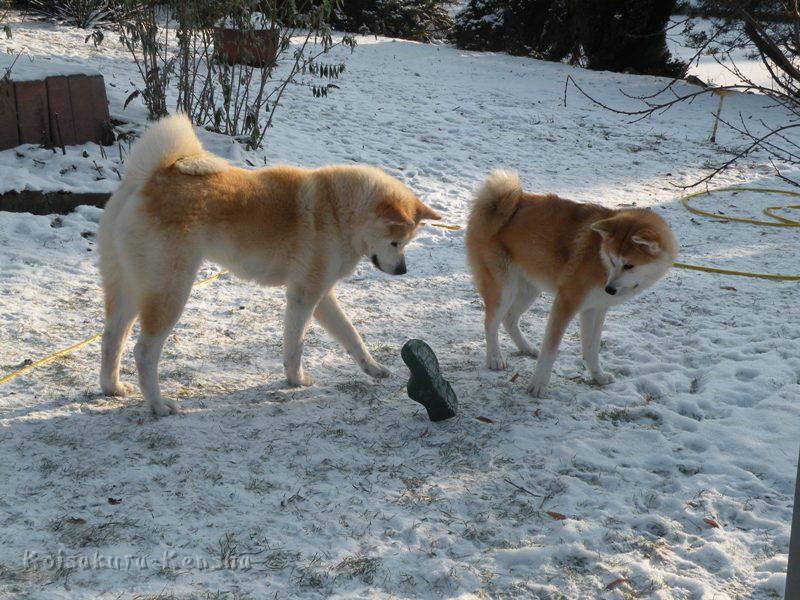 DSCN4072a.JPG - Chikoo, Dezember 2009