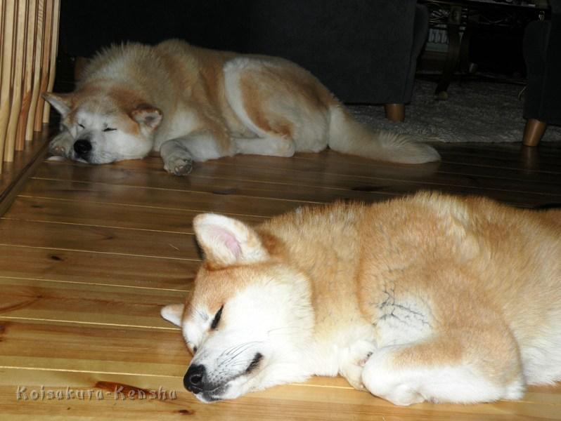 DSCN4687a.JPG - Chikoo und Harumi