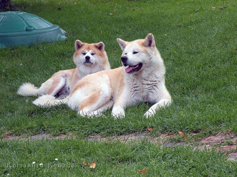 DSCN6542.jpg - Chikoo und Koi