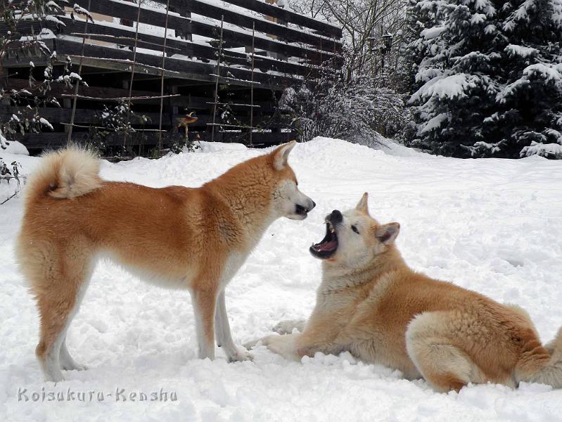 DSCN7401.jpg - Chikoo und Harumi, Dezember 2010