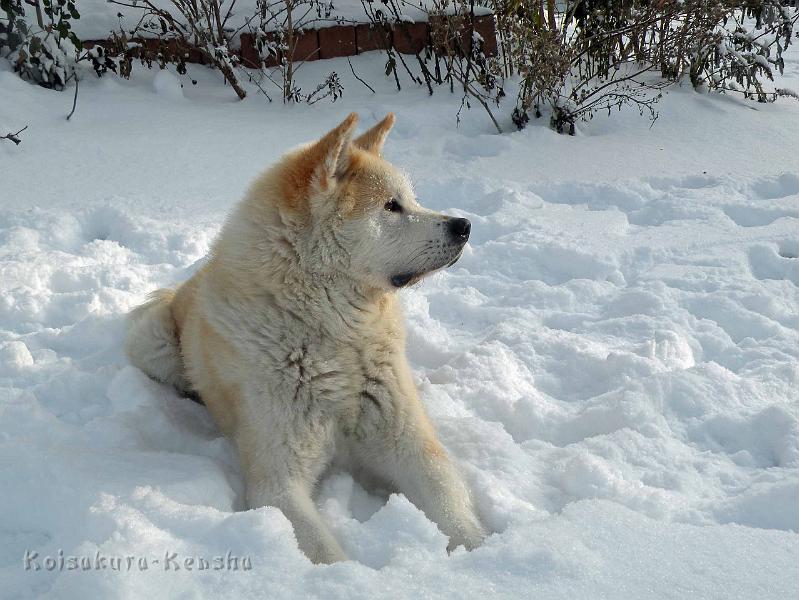 DSCN7533.jpg - Dezember 2010