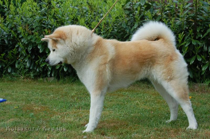 DSC_0881.JPG - Chikoo 2009