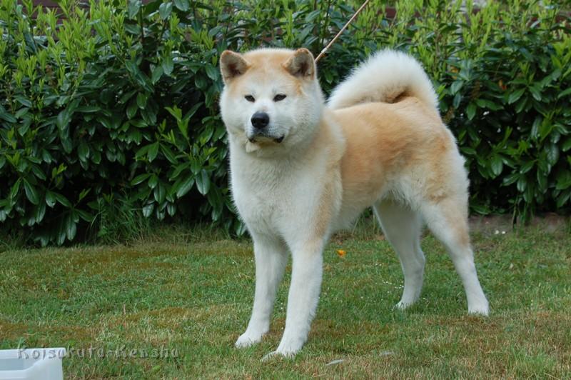 DSC_0887.JPG - Chikoo 2009