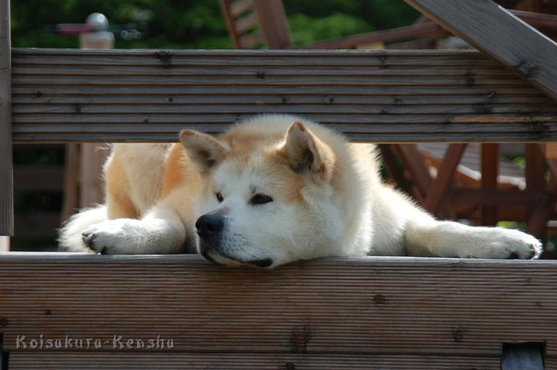 DSC_0931.JPG - Chikoo 2009