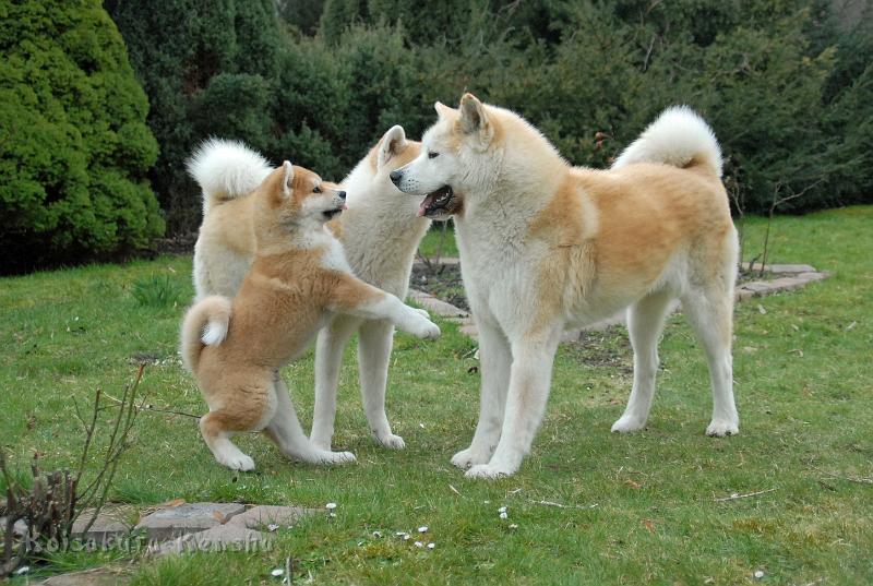 DSC_1509a.jpg - Akashio, Makiko und Chikoo