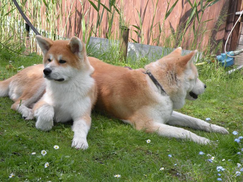 DSCN2869a.JPG - Akashio und Suki
